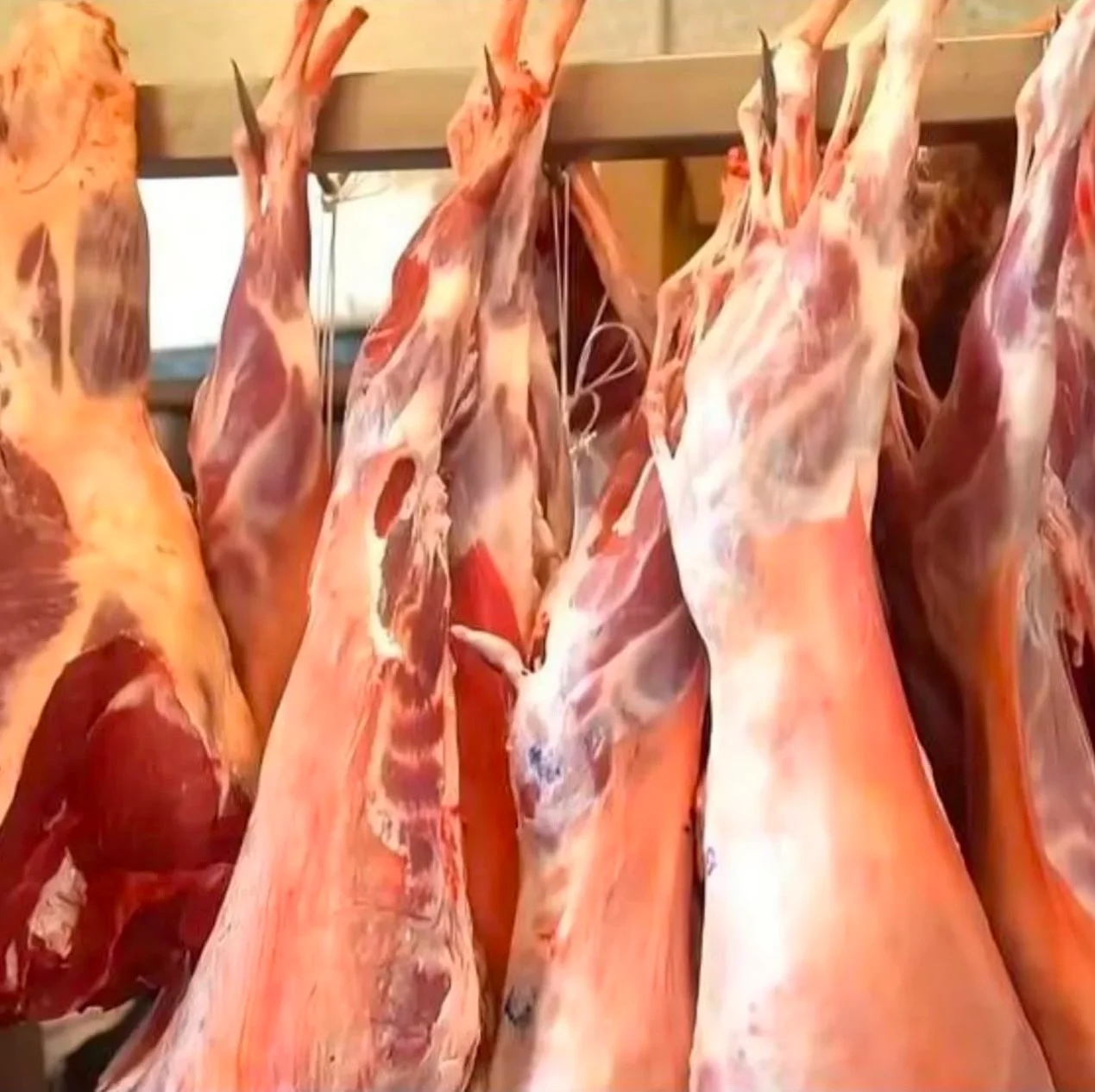 Whole halal lamb carcasses hanging in the butcher cold room